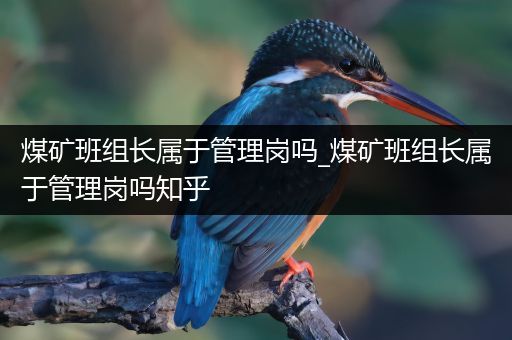 煤矿班组长属于管理岗吗_煤矿班组长属于管理岗吗知乎